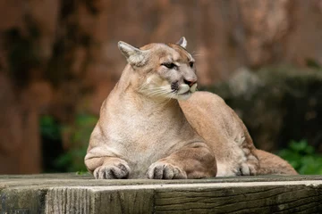 Zelfklevend Fotobehang Puma or Cougar © J.NATAYO