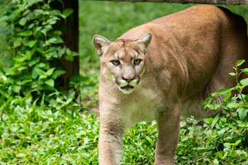 Puma or Cougar