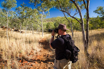 Nature photographer on a hiking trip at the Australian outback between Eucalyptus tree, grass and...