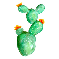 Succulent cactus plant watercolor painting hand painted element for greeting card, invitations, or your design