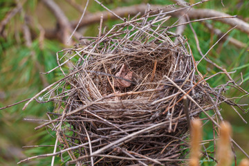 bird nest on a pine branch