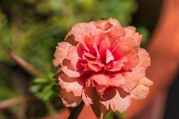 Moss-rose purslane flower in the garden