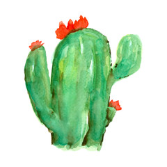 Succulent cactus plant watercolor painting hand painted element for greeting card, invitations, or your design