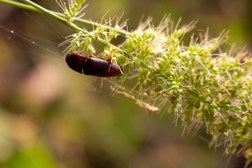 Insects cling on the grass flowers
