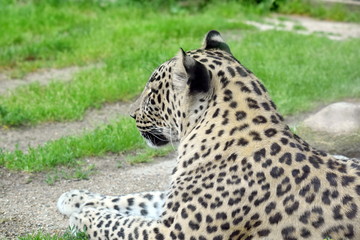 Obraz premium Persian Leopard Side View Portrait