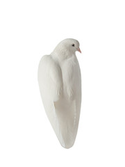 View of a pigeon from the back isolated