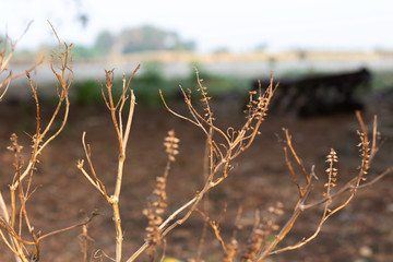 Fototapeta premium Trees dried basil is brown