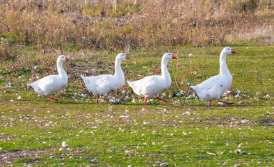 Young geese follow each other through a green meadow.