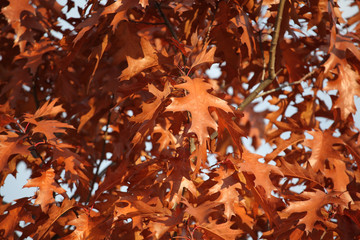 autumn oak tree blue sky 