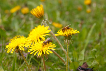 bee on a dandelion in the meadow