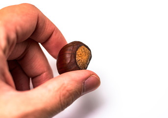 sweet chestnut in a hand isolated on white background