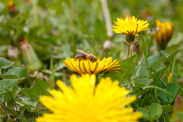 bee on a dandelion in the meadow