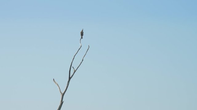 beautiful eagle silhouette sits on brown tree brunch top under clear blue sky slow motion. Concept wild nature
