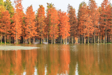 Beautiful colorful forest landscape in autumn season
