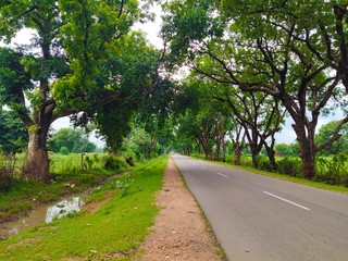 Beautiful asphalt road with green trees