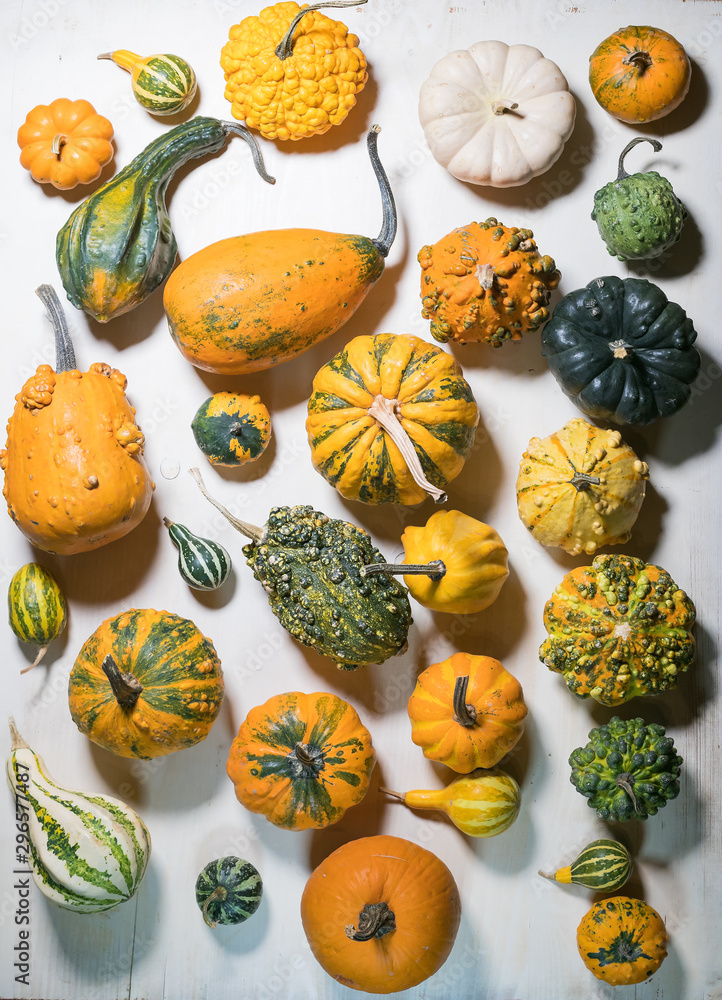 Wall mural large group of pumpkin and squash