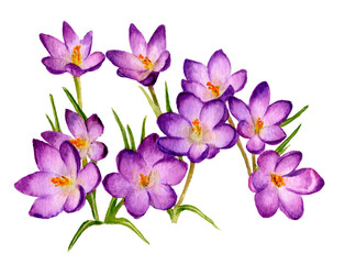 Fototapeta na wymiar Picture of crocuses hand drawn in watercolor isolated on a white background. The symbol of spring and nature's awakening. Watercolor illustration