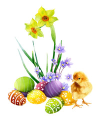 Wonderful Easter arrangement with colorful decorated paschal eggs, cute fluffy chicken and light blue flowers and narcissus in the background hand drawn in watercolor isolated on a white background. 