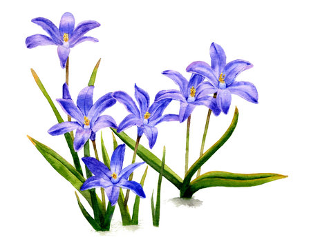 Picture of dark-blue flowers (bluebells) hand drawn in watercolor isolated on a white background. The symbol of spring and nature's awakening. Watercolor illustration