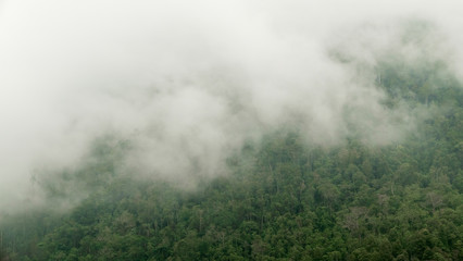 Landscape of a cloud forest on a mountain of the tropic, Colombia