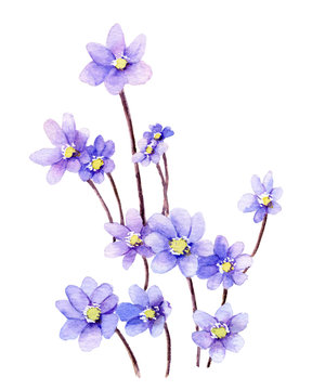 Picture of light-blue flowers (hepatic flowers) hand drawn in watercolor isolated on a white background. The symbol of spring and nature's awakening. Watercolor illustration
