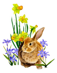 Cute furry rabbit among the flowers (blubells and yellow narcissi) hand drawn in watercolor isolated on a white background. Ideal for greeting cards, invitations. Beautiful Easter illustration