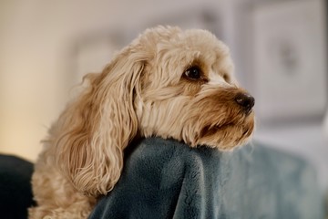 Puppy Resting Her Chin