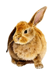 Picture of cute furry rabbit hand drawn in watercolor isolated on a white background. Watercolor illustration