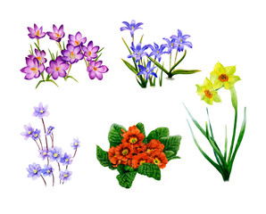 Picture-set of blossomy spring flowers (crocuses, bluebells, hepaticas, primulas, narcissi) hand drawn in watercolor isolated on the white background. The symbol of spring and nature's awakening 