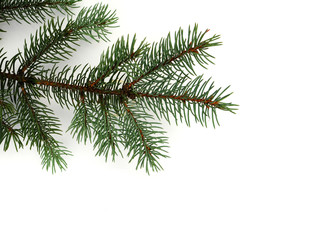 blue spruce branch on a white background