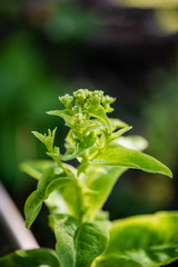 Imagen en primer plano de una planta de lechuga florecida, en una huerta familiar dedicada a la producción de alimentos orgánicos 