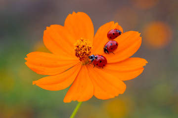 ladybugs and flower