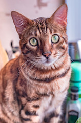 Fototapeta premium Beautiful stylish Bengal cat. Animal portrait. Bengal cat with soft selective focus. Collection of funny animals, moody capture. Foolish Funny Face, blur background