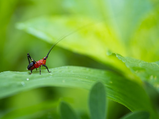 a little red grasshopper on grass in the morning