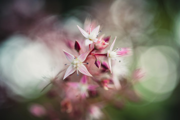 Primer plano de pequeñas flores blancas y rosadas, con fondo desenfocado, en un ambiente natural...