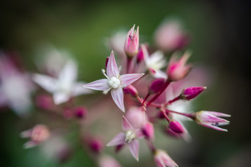 Primer plano de pequeñas flores blancas y rosadas, con fondo desenfocado, en un ambiente natural ligado a la naturaleza, la jardinería y el ambiente primaveral 