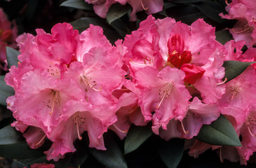 Rhododendron, rhododendron hybride x 'Solidarity'
