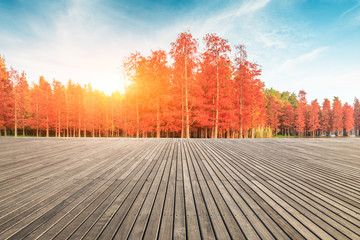 Empty wooden board square and beautiful colorful forest in autumn
