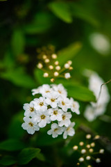 Primer plano de un ramillete de pequeñas flores blancas pertenecientes a la planta llamada 