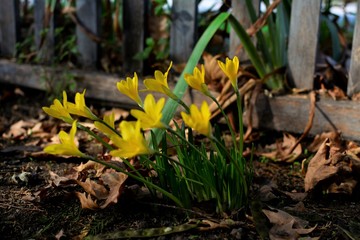 mushrooms in the forest