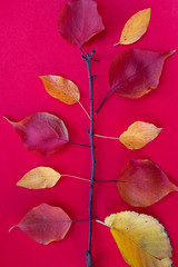 Dry branch and fallen leaves on a red background.