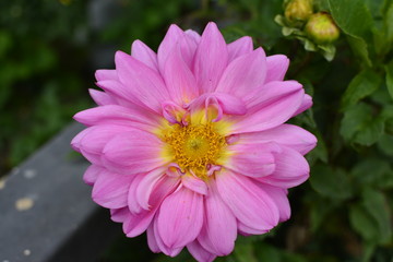 Obraz premium pink flower