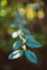 Primer plano de una rama con brotes y hojas verdes, en un jardín al amanecer, con leve desenfoque de fondo 