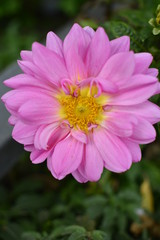 Obraz premium pink flower in the garden