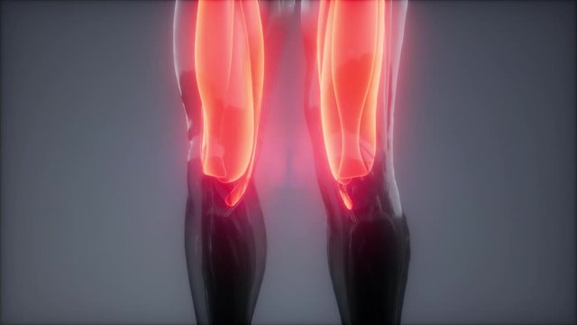 thigh muscles - Visible muscle anatomy map