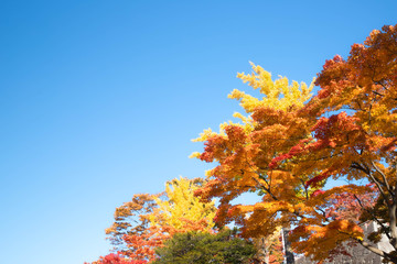 紅葉と石垣と青空と