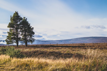 tree in field