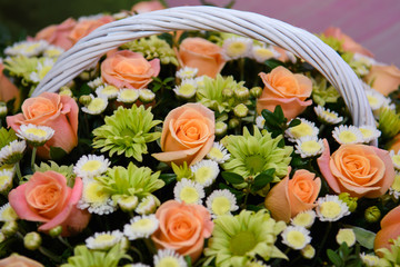 Rose beautiful close. Luxurious flower with delicate petals.