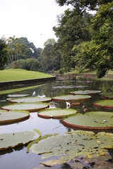 Fototapeta na wymiar Botanical garden in Bogor, Java, indoneaia