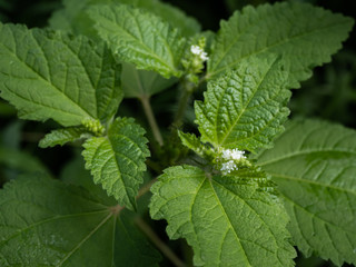 close up a green leaves on the morning